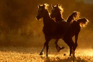 horses, Sunset, Sunrise, Sunlight, Landscapes, Fields, Rustic, Farm, Pasture