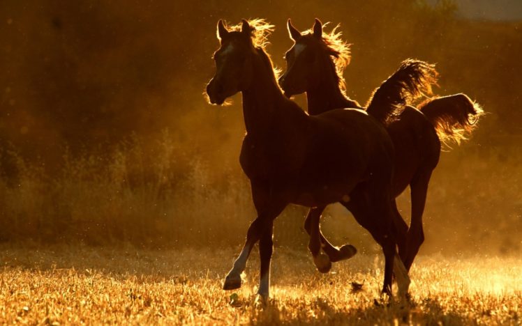 horses, Sunset, Sunrise, Sunlight, Landscapes, Fields, Rustic, Farm, Pasture HD Wallpaper Desktop Background