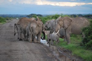 nature, Animals, Roads, Elephants, Baby, Elephant, Baby, Animals