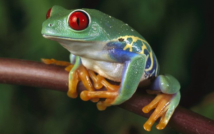 green, Women, Trees, Animals, Red, Eyes, Frogs, Red eyed, Tree, Frog, Amphibians, Tree, Frogs HD Wallpaper Desktop Background