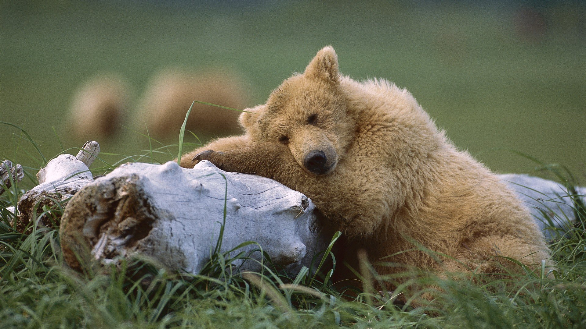 animals, Alaska, Grizzly, Bears, Sleeping, Bears, National, Park Wallpaper