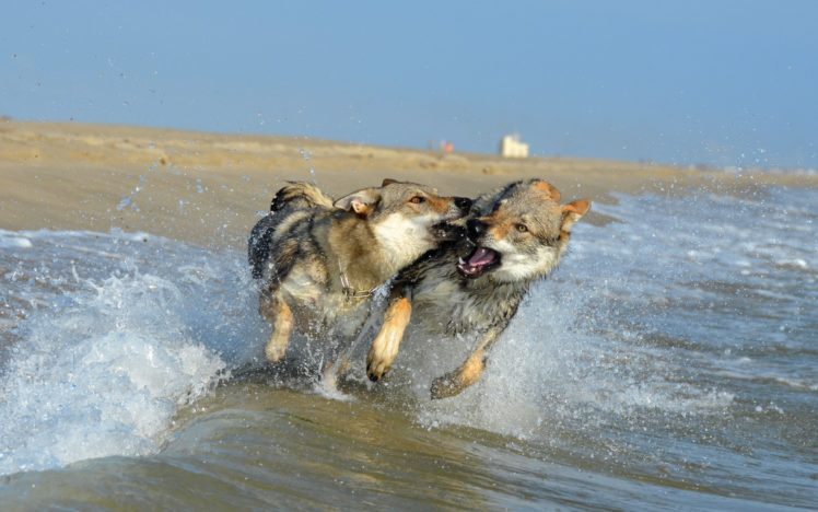 dogs, Sea, Coast, Czechoslovakian, Wolfdogs, Two, Run, Spray, Animals HD Wallpaper Desktop Background
