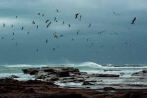 gulls, Nature, Flight, Fly, Ocean, Sea, Waves, Beaches, Storm
