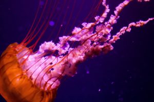jellyfish, Underwater, Ocean, Sea, Nature, Color, Orange, Pink