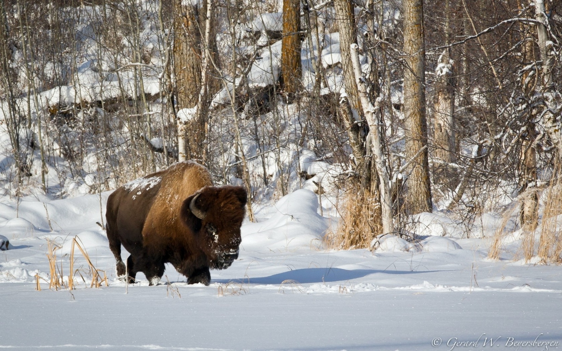 bison, Buffalo, Landscapes, Winter, Snow, Animals, Wildlife, Tees, Forest Wallpaper