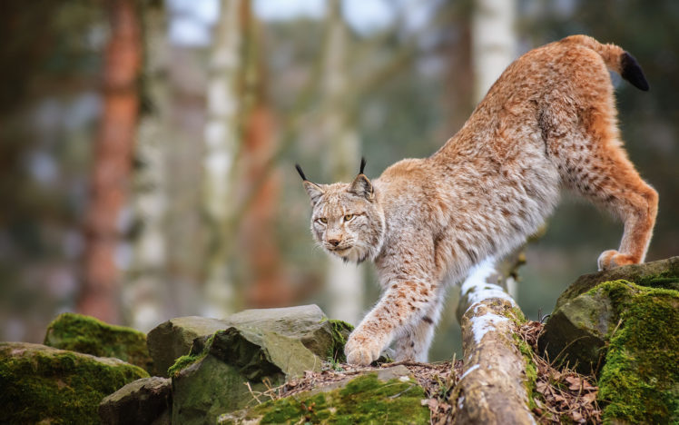 animals, Cats, Lynx, Trees, Forest, Wildlife, Predator, Nature HD Wallpaper Desktop Background