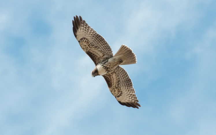 animals, Birds, Falcon, Flight, Fly, Sky, Wings, Feathers, Predator, Nature, Wildlife HD Wallpaper Desktop Background