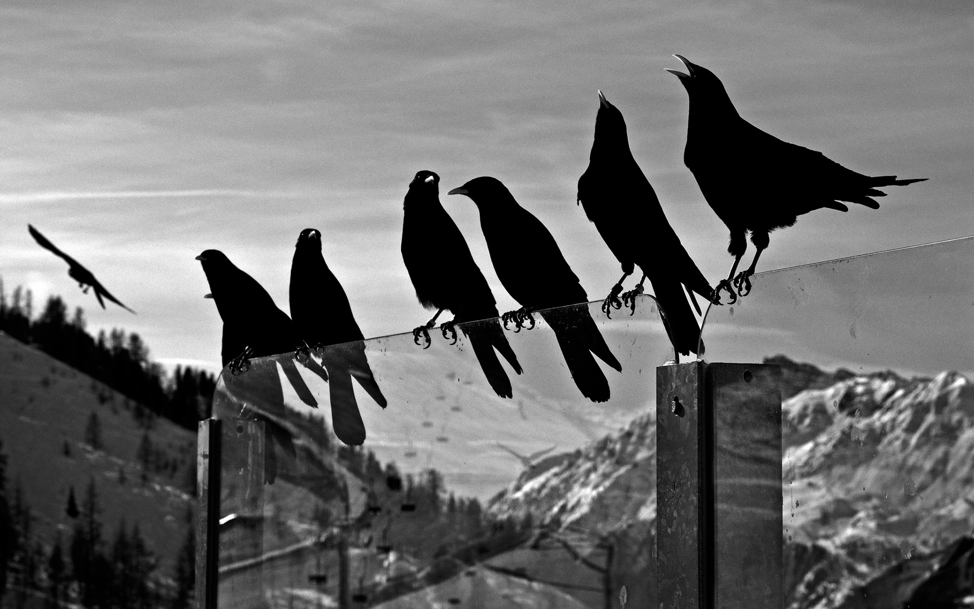 crows, Animals, Birds, Ravens, Black, White, Bw, Glass, Mountains, Nature, Sky Wallpaper