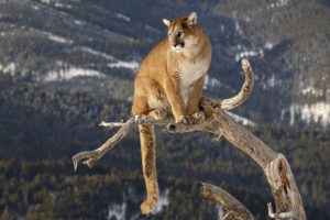 cougar, Mountain, Lion, Trees, Forest, Branch, Predator, Wildlife, Nature