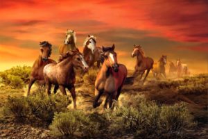 roberta, Wesley, Herd, Animals, Horses, Art, Nature, Landscapes, Sunset, Sunrise, Sky, Clouds