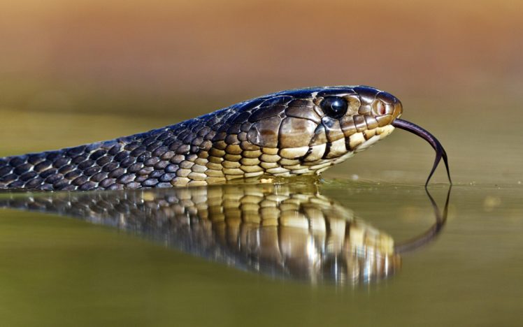reptile, Snake, Serpent, Water, Rivers, Lakes, Eyes, Pov, Wildlife HD Wallpaper Desktop Background