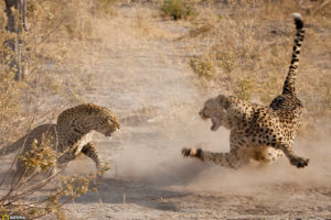 battle, Cheetah, Leopard, War, Africa, Fangs, Mood, Fight, Wildlife, Predator