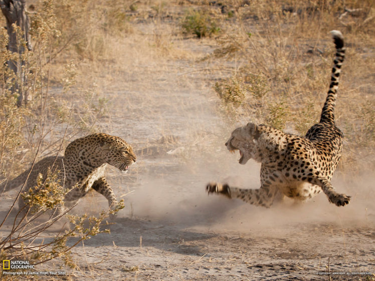battle, Cheetah, Leopard, War, Africa, Fangs, Mood, Fight, Wildlife, Predator HD Wallpaper Desktop Background