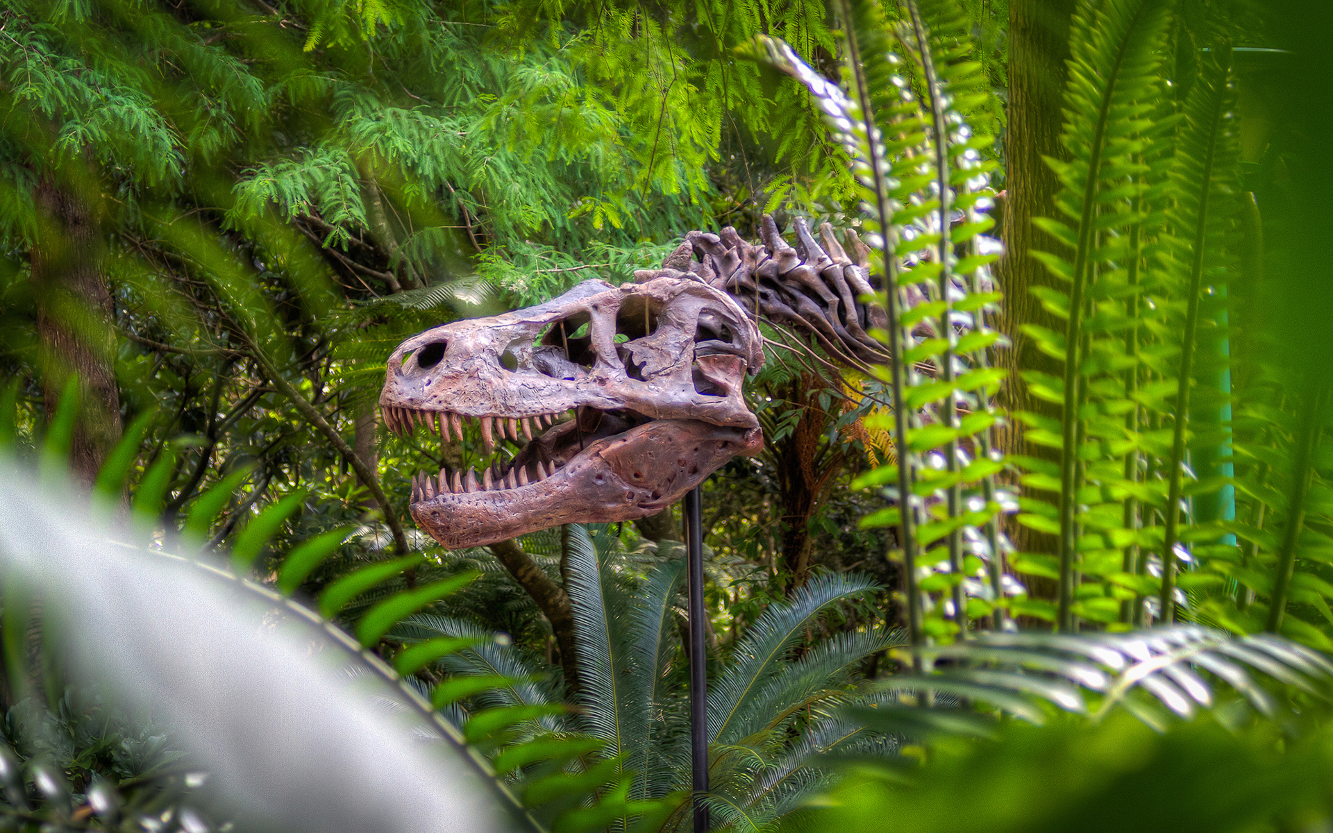 dinosaur, Bones, Skeleton, Jungle, Trees, Forest, Skulls, Animals Wallpaper