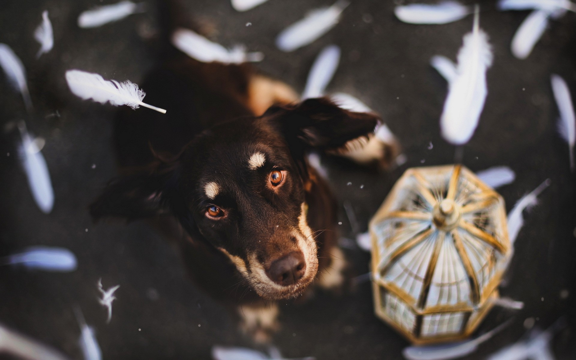 feathers, Dogs, Canines, Cage, Face, Eyes, Pov, Flight, Floating Wallpaper
