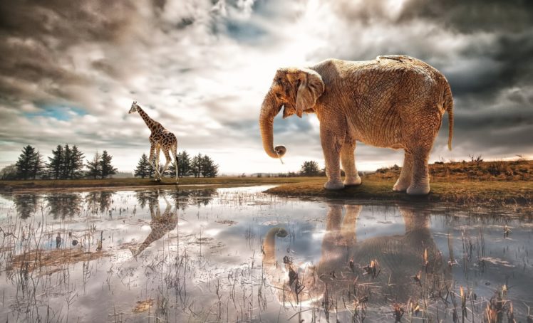 elephant, Giraffe, River, Art, Fantasy, Africa, Lake, Reflection HD Wallpaper Desktop Background