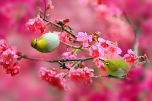 birds, Japanese, White eye, Cherry, Cherry, Flowers, Pink, Branches, Nature