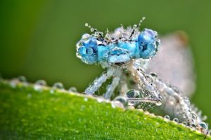 insects, Dragonflies, Macro, Drops, Eyes, Water, Leaves, Close up