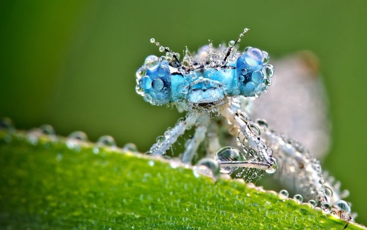insects, Dragonflies, Macro, Drops, Eyes, Water, Leaves, Close up HD Wallpaper Desktop Background