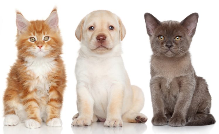 burmese, Labrador, Retriever, Maine, Coon, Kitten, Puppy, Dog, Cat HD Wallpaper Desktop Background