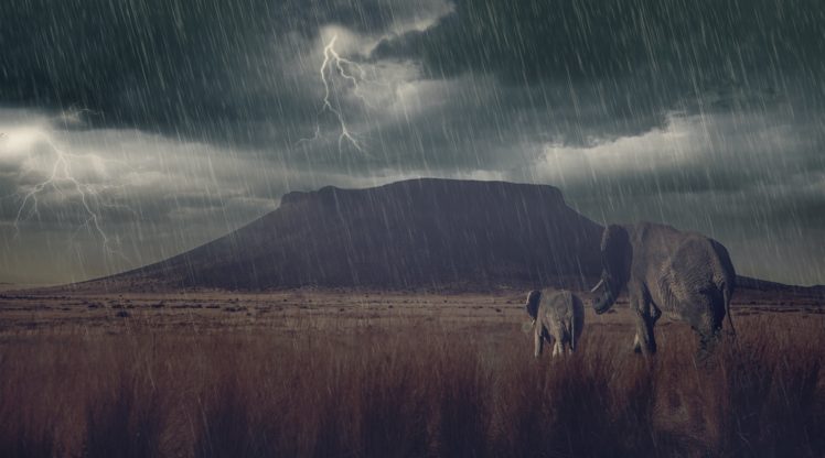 elephants, Elephant, Calf, Savannah, Thunder, Lightning, Rain, Mountain, Storm, Baby, Photoshop, Art, Artwork HD Wallpaper Desktop Background