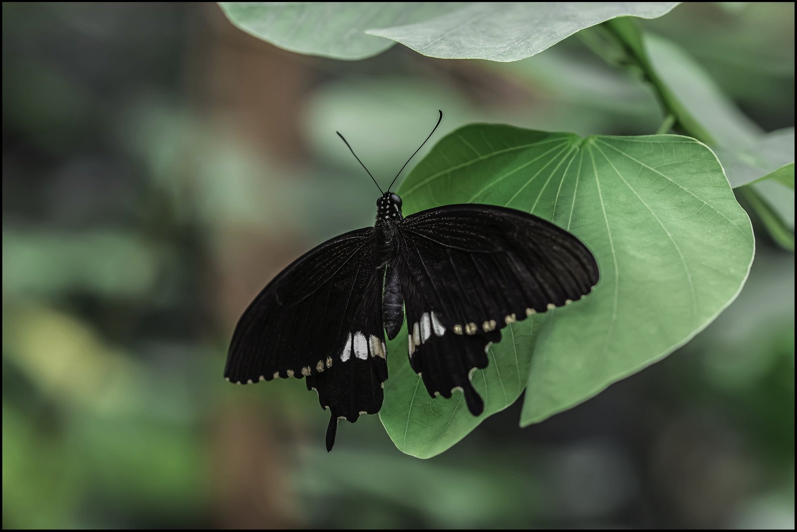 green, Insects, Bug, Mantis, Macro, Close, Up, Nature, Wallpaper, Butterfly, Spider Wallpaper