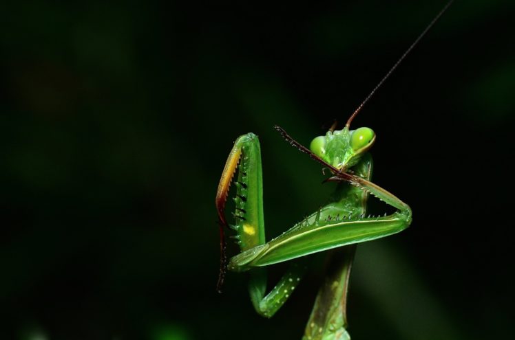 green, Insects, Bug, Mantis, Macro, Close, Up, Nature, Wallpaper, Butterfly, Spider HD Wallpaper Desktop Background