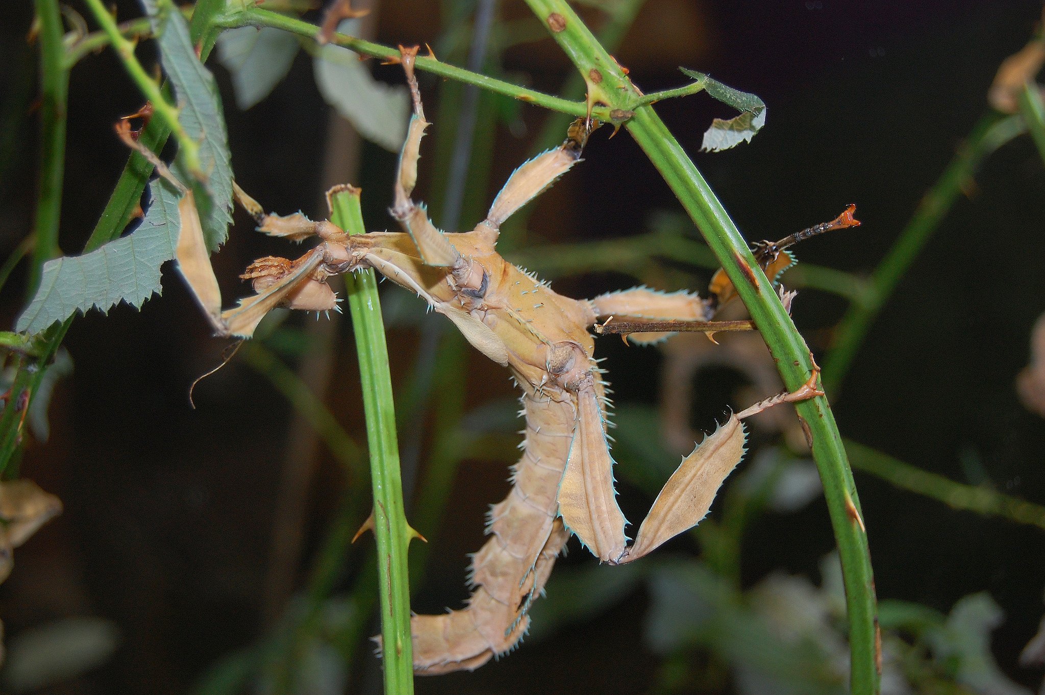 green, Insects, Bug, Mantis, Macro, Close, Up, Nature, Wallpaper, Butterfly, Spider Wallpaper