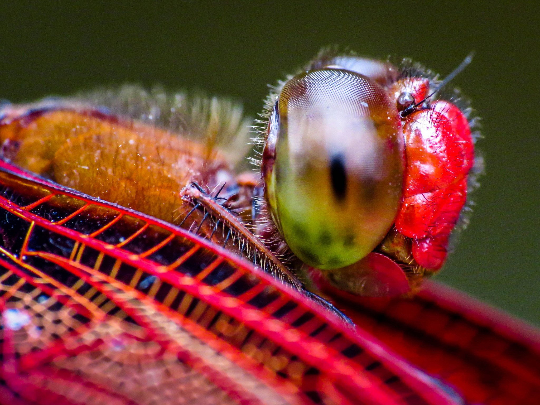 green, Insects, Bug, Mantis, Macro, Close, Up, Nature, Wallpaper, Butterfly, Spider Wallpaper