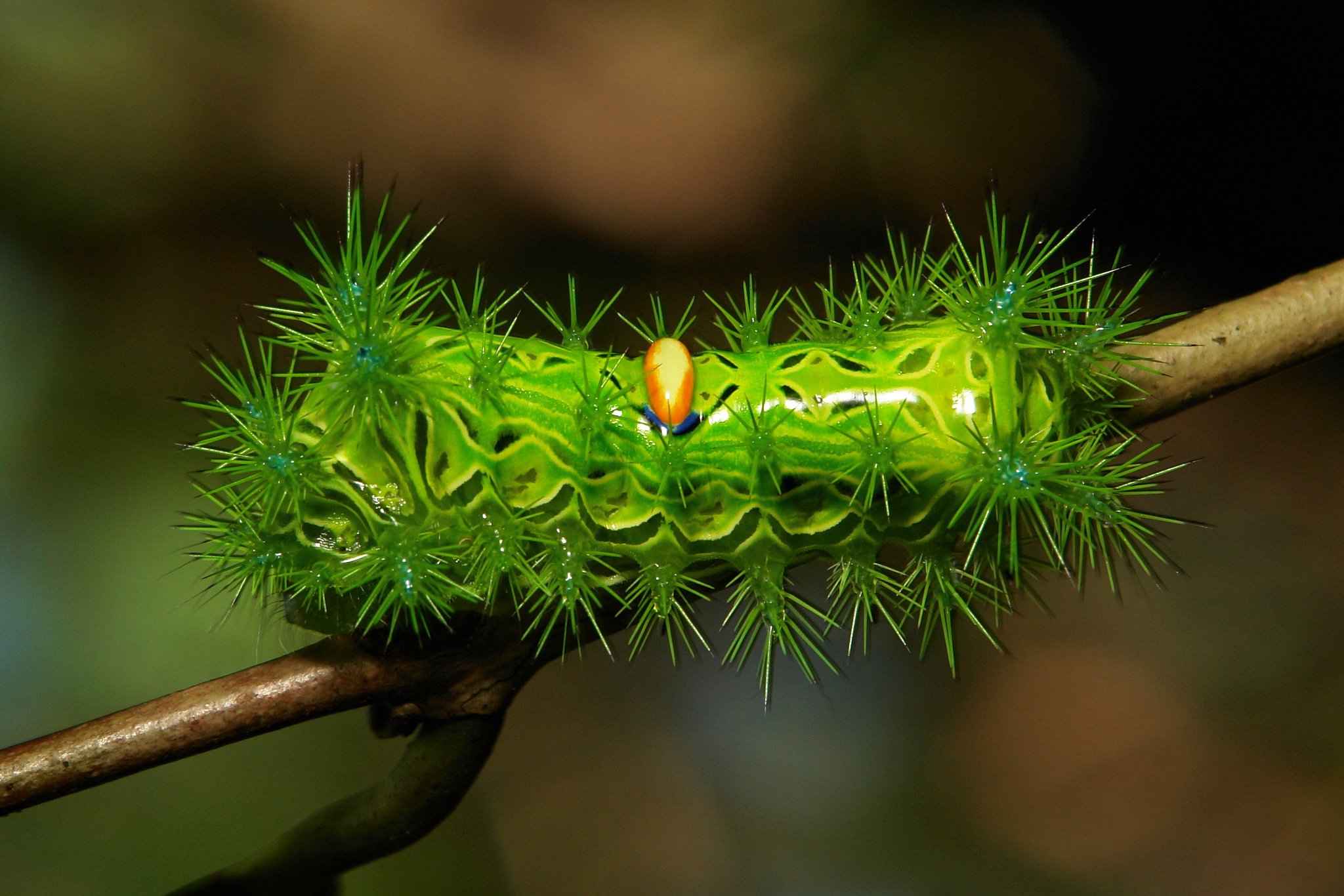 green, Insects, Bug, Mantis, Macro, Close, Up, Nature, Wallpaper, Butterfly, Spider Wallpaper