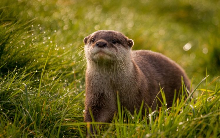 otter, Muzzle, Eyes, Grass, Dew, Droplets, Reflections, Drops HD Wallpaper Desktop Background