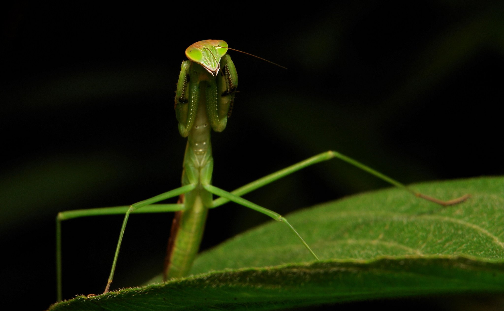 insects, Mantis, Mante, Religieuse, Nature, Macro, Closeup, Zoom Wallpaper