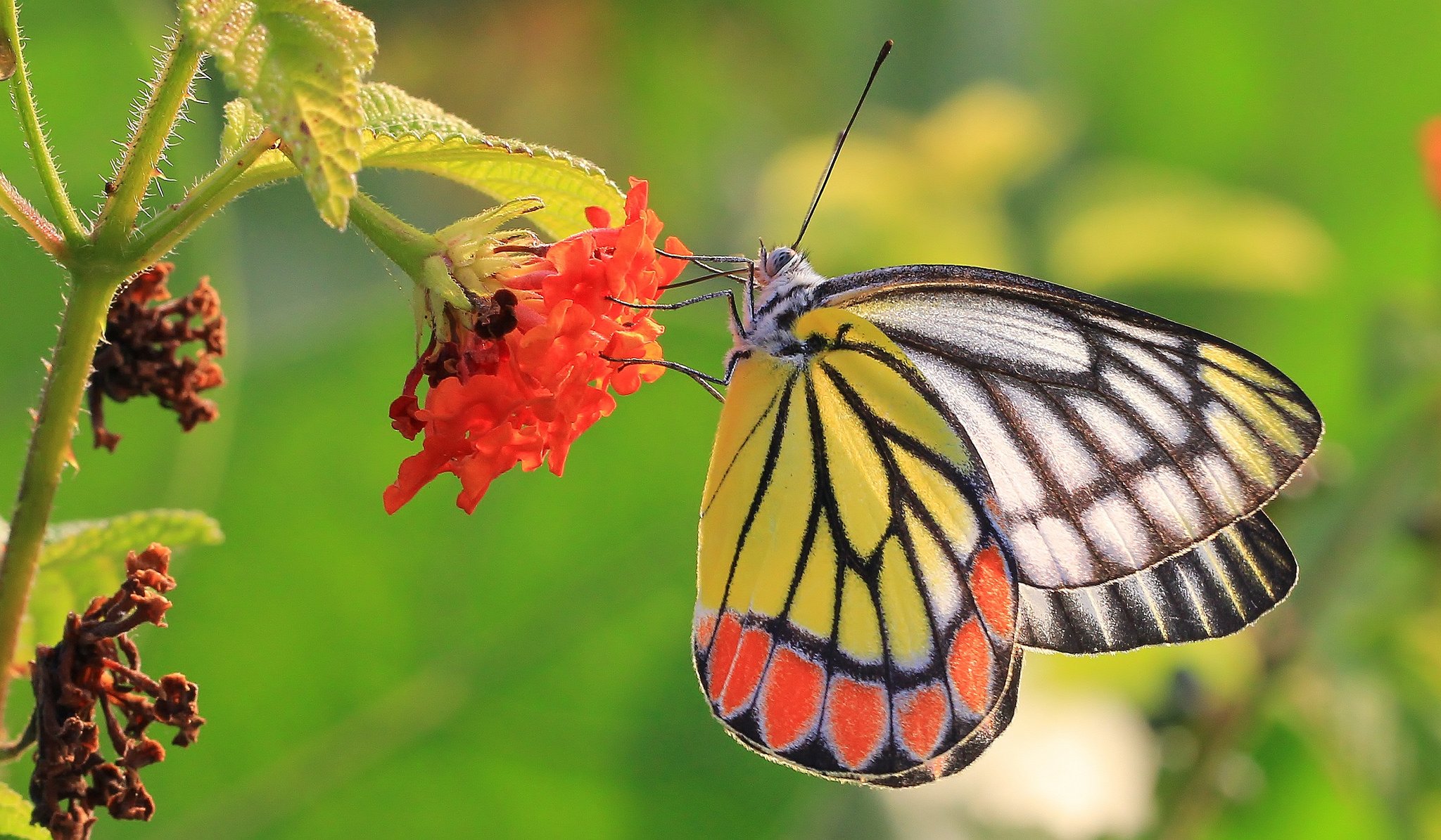 butterfly, Nature, Insects, Macro, Zoom, Close up, Wallpaper Wallpaper