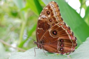 butterfly, Nature, Insects, Macro, Zoom, Close up, Wallpaper