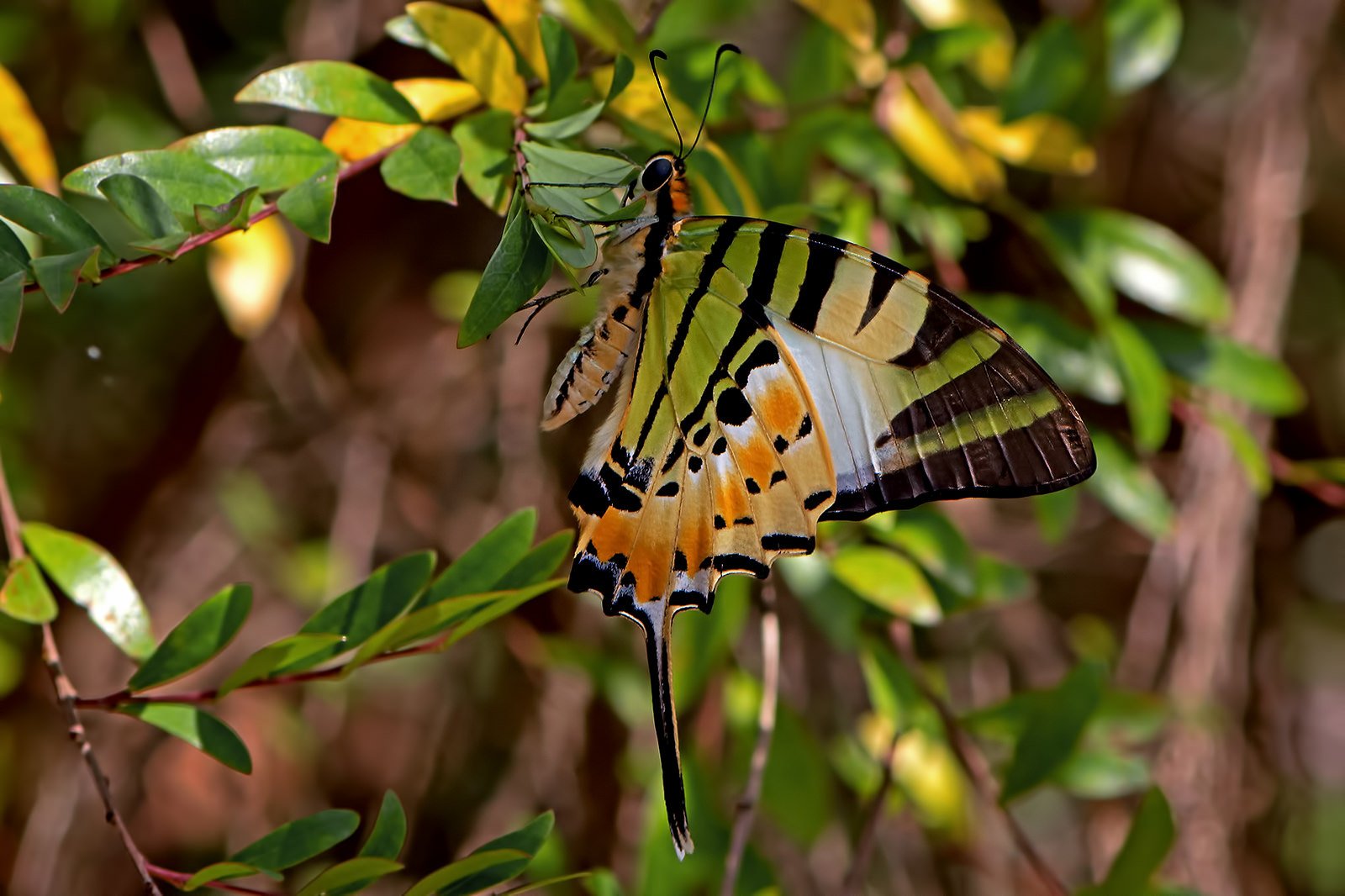 butterfly, Nature, Insects, Macro, Zoom, Close up, Wallpaper Wallpaper