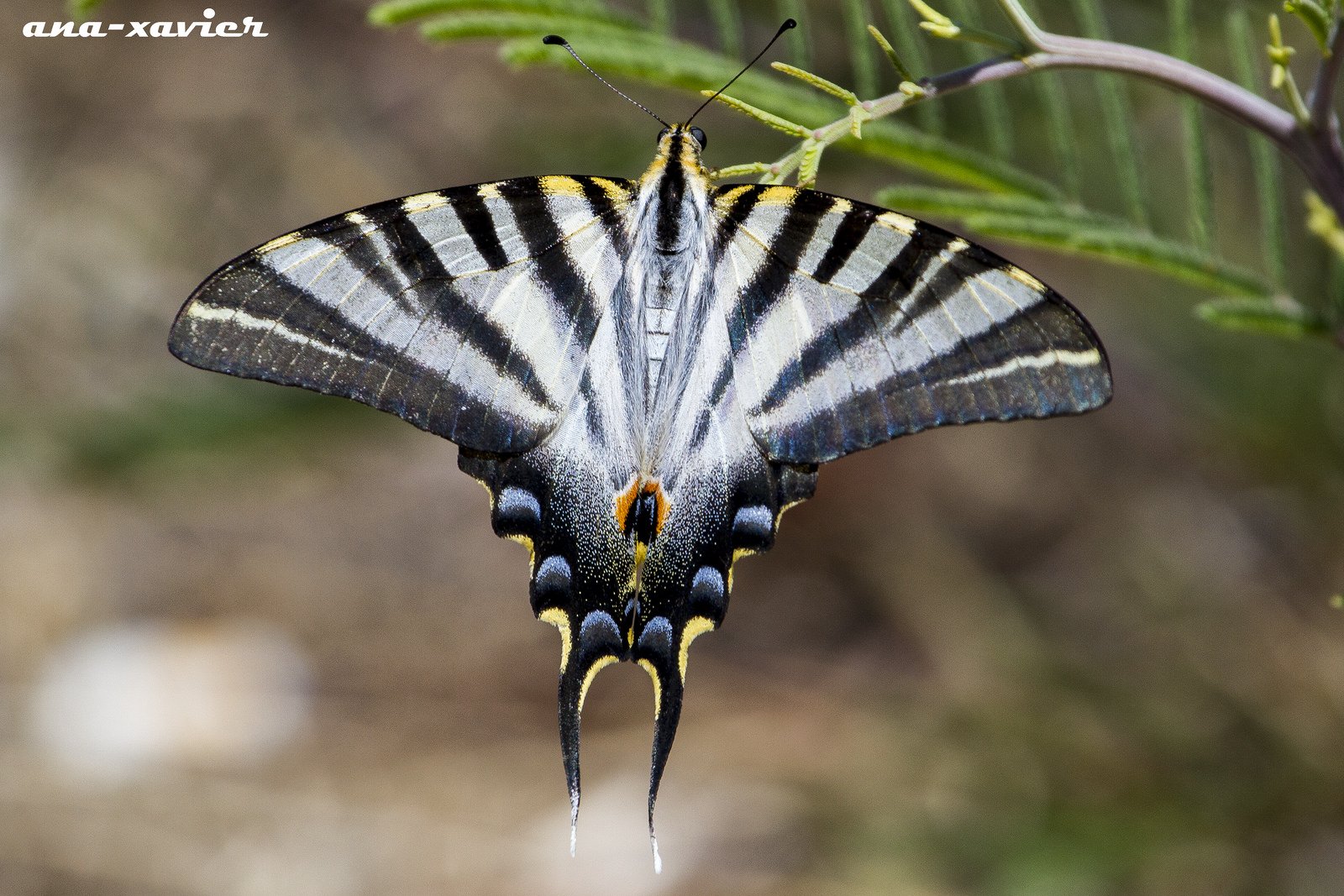 butterfly, Nature, Insects, Macro, Zoom, Close up, Wallpaper Wallpaper