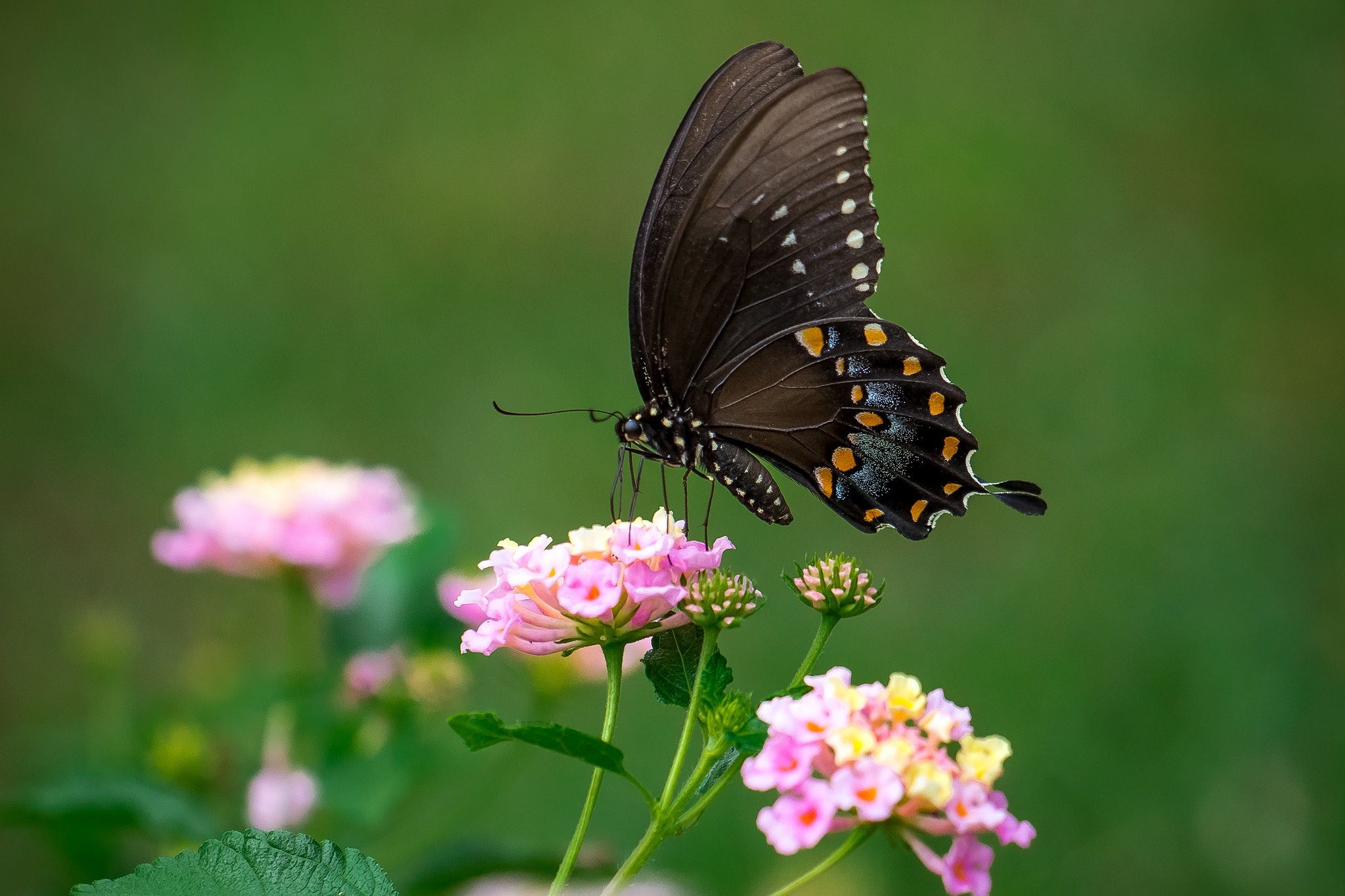 butterfly, Nature, Insects, Macro, Zoom, Close up, Wallpaper Wallpaper