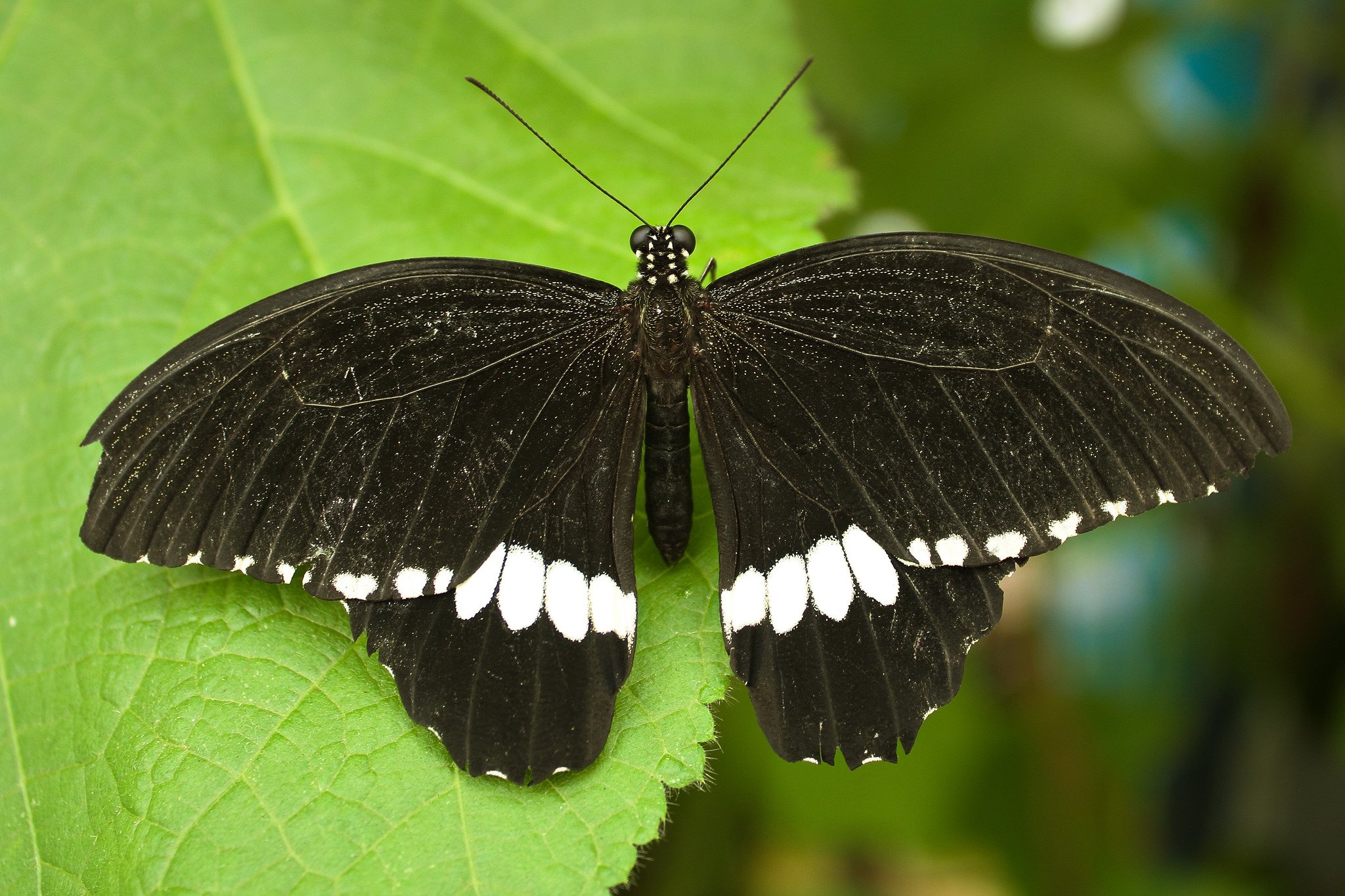 butterfly, Nature, Insects, Macro, Zoom, Close up, Wallpaper Wallpaper