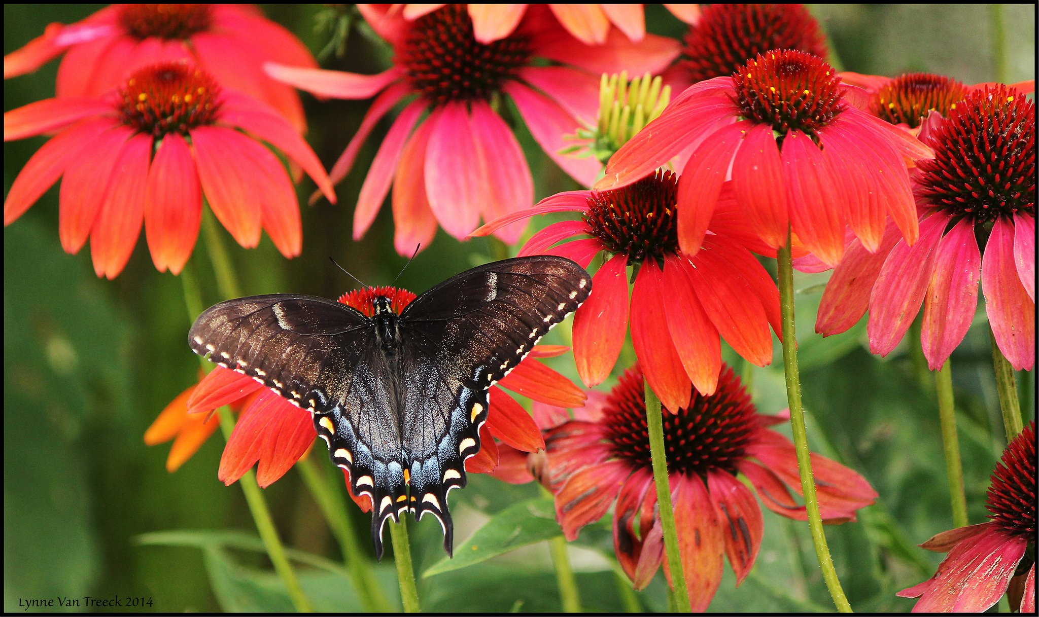 butterfly, Nature, Insects, Macro, Zoom, Close up, Wallpaper Wallpaper