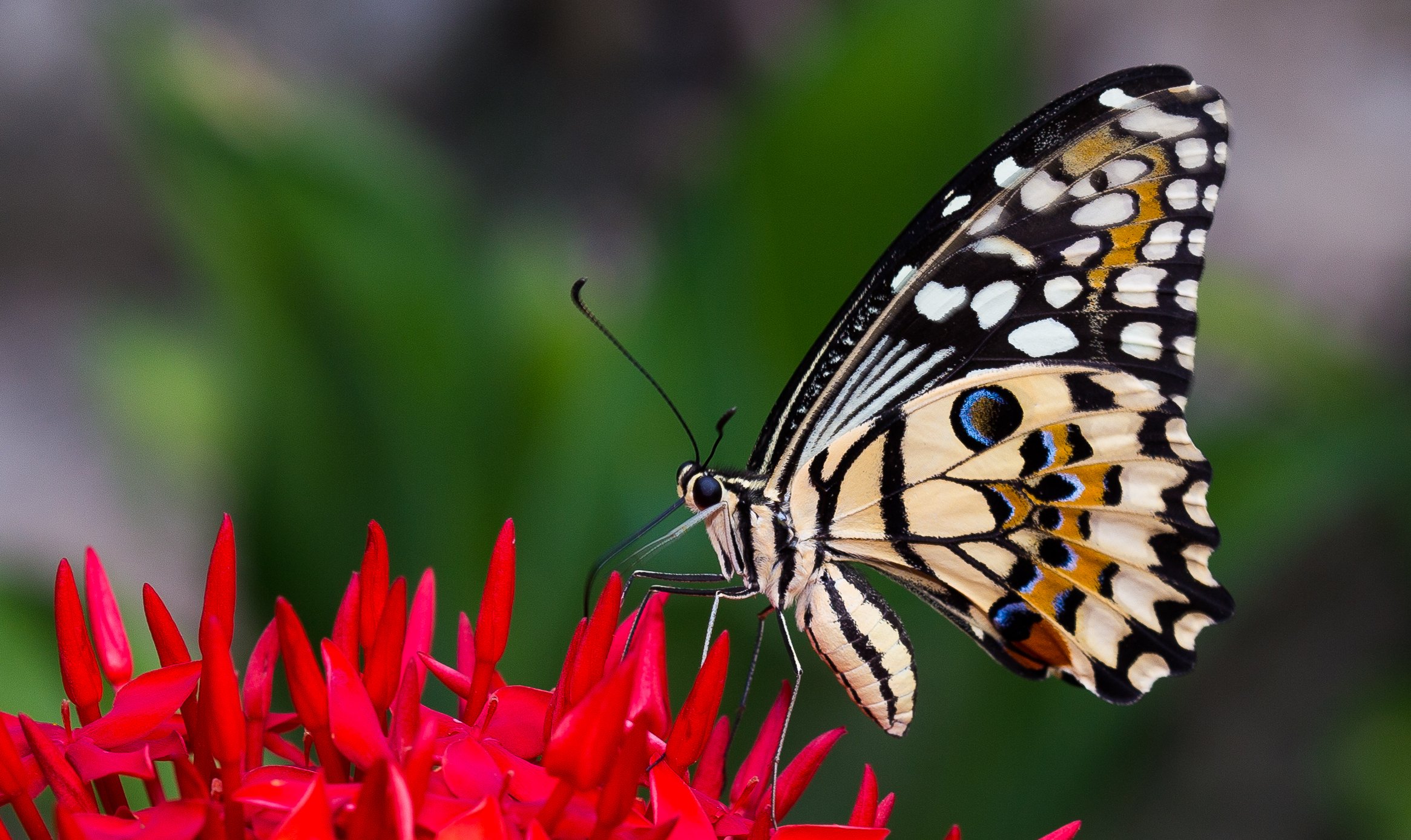butterfly, Nature, Insects, Macro, Zoom, Close up, Wallpaper Wallpaper