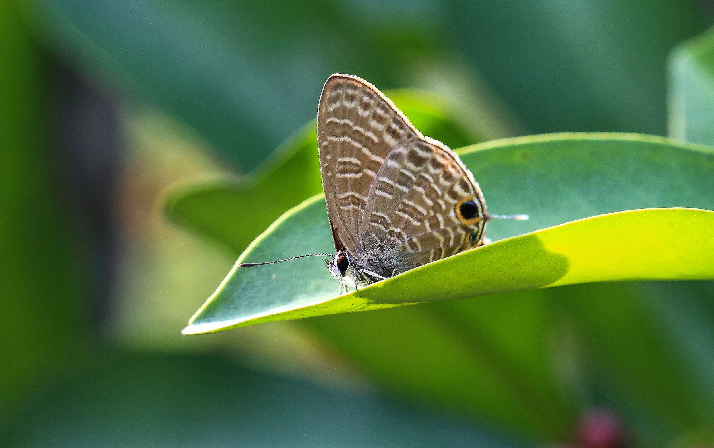 butterfly, Nature, Insects, Macro, Zoom, Close up, Wallpaper Wallpaper