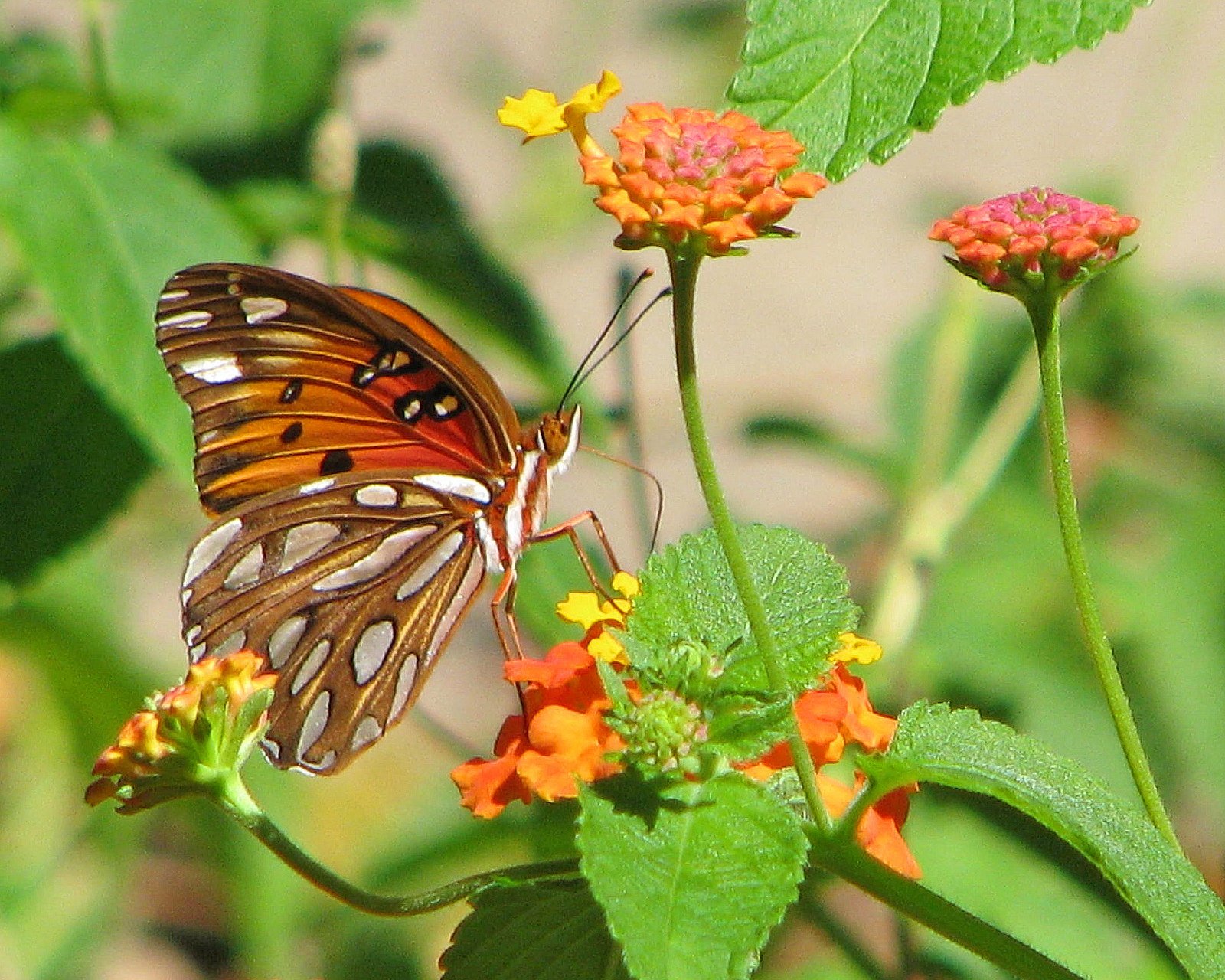 butterfly, Nature, Insects, Macro, Zoom, Close up, Wallpaper Wallpaper