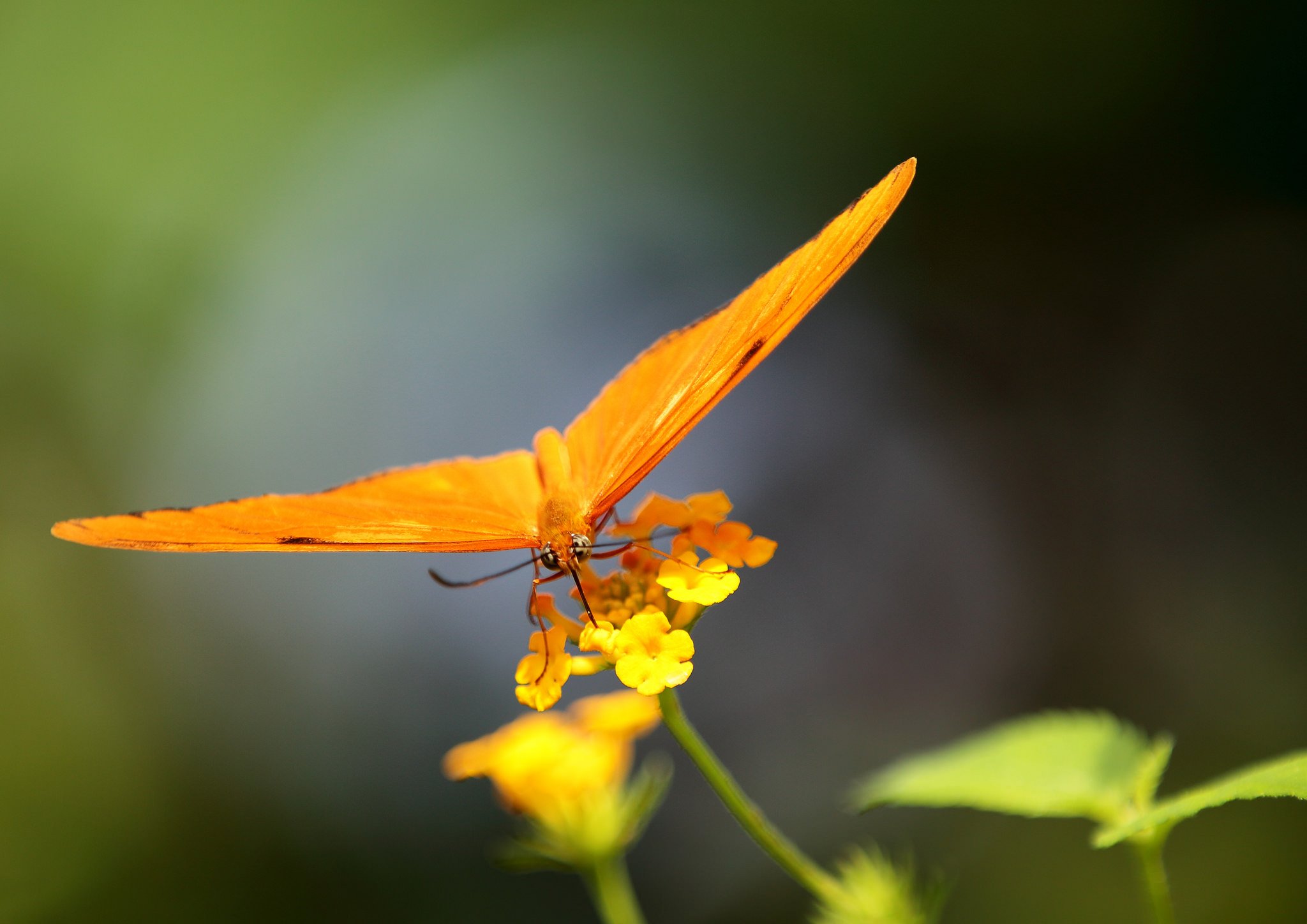 butterfly, Nature, Insects, Macro, Zoom, Close up, Wallpaper Wallpaper