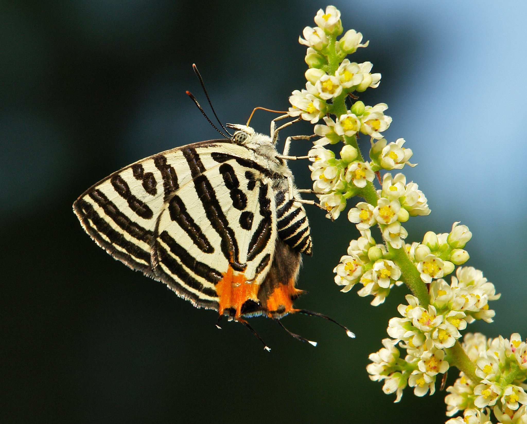 butterfly, Nature, Insects, Macro, Zoom, Close up, Wallpaper Wallpaper