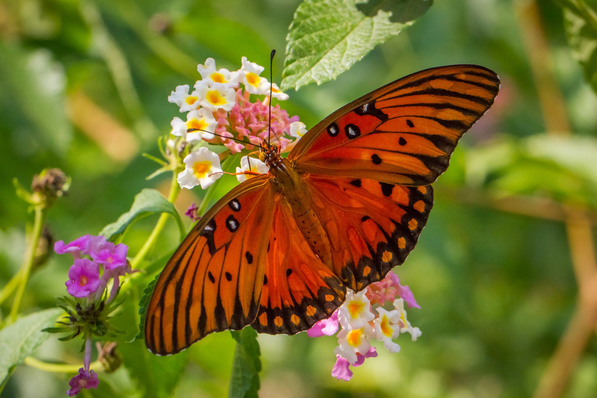 butterfly, Nature, Insects, Macro, Zoom, Close up, Wallpaper Wallpaper