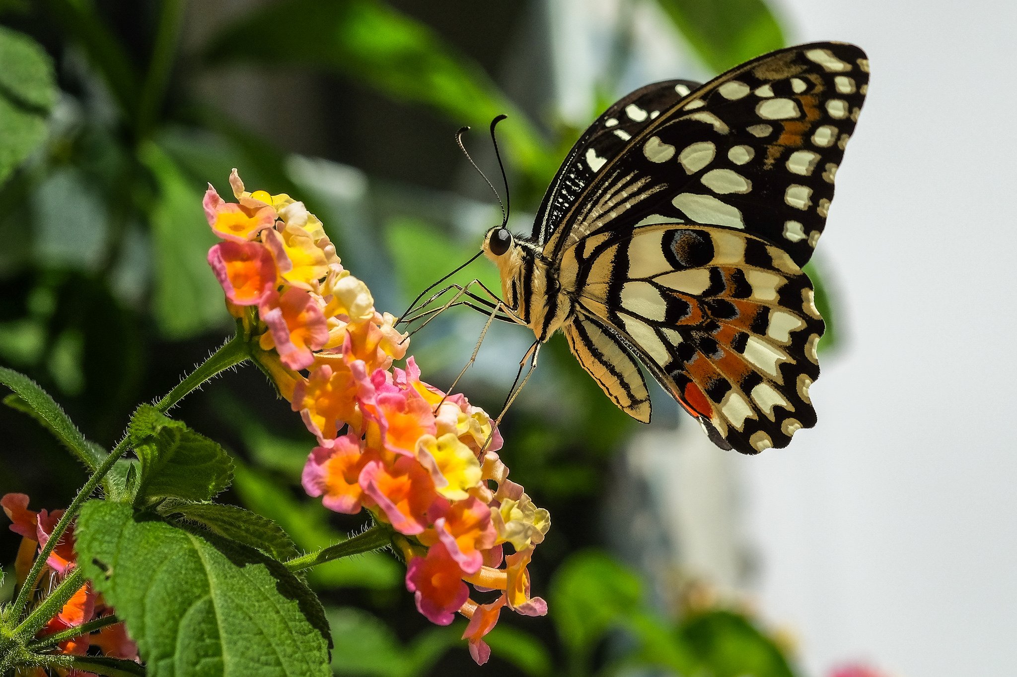 butterfly, Nature, Insects, Macro, Zoom, Close up, Wallpaper Wallpaper