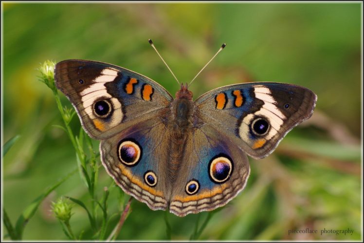 butterfly, Nature, Insects, Macro, Zoom, Close up, Wallpaper HD Wallpaper Desktop Background