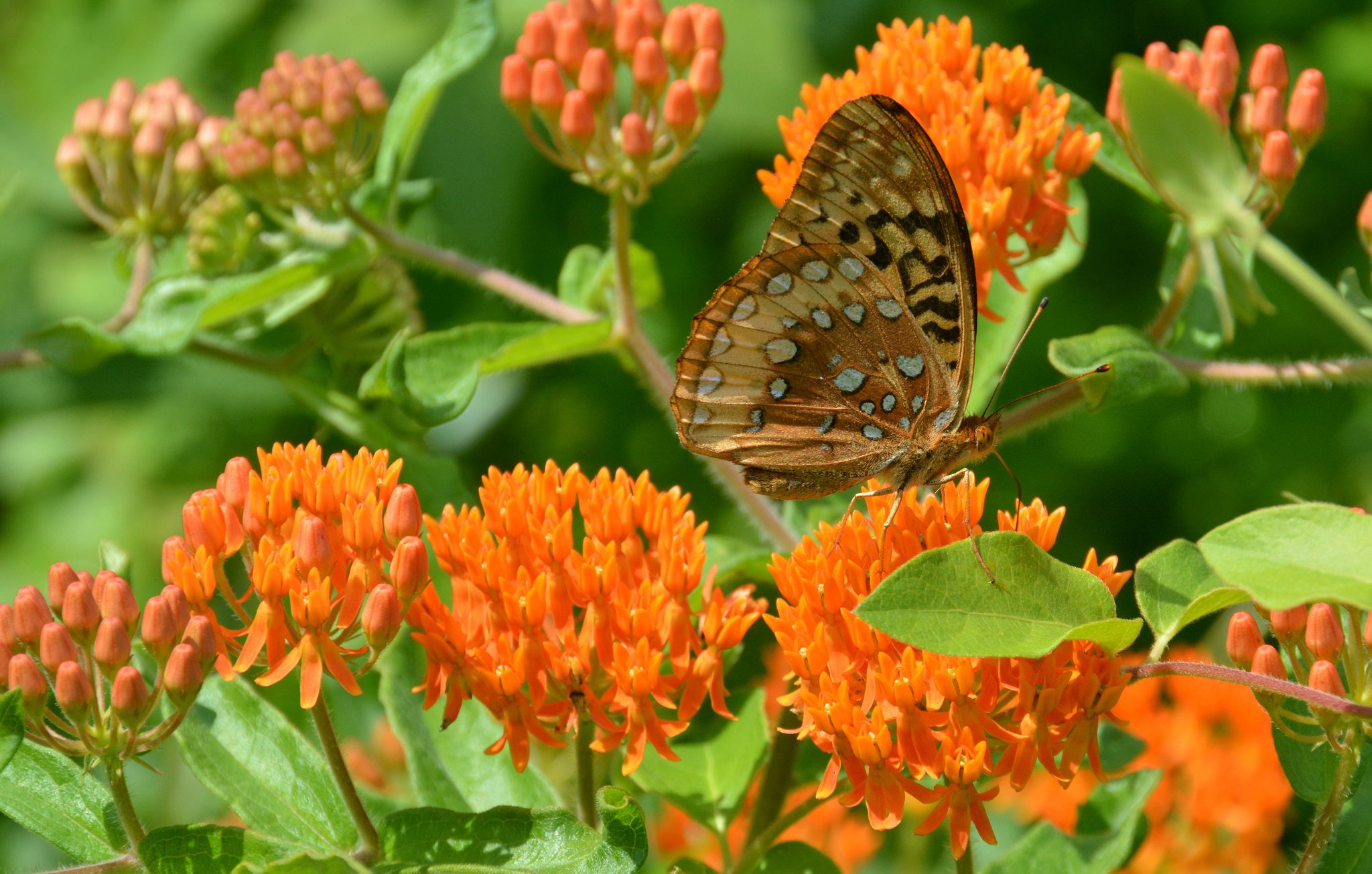 butterfly, Nature, Insects, Macro, Zoom, Close up, Wallpaper Wallpaper