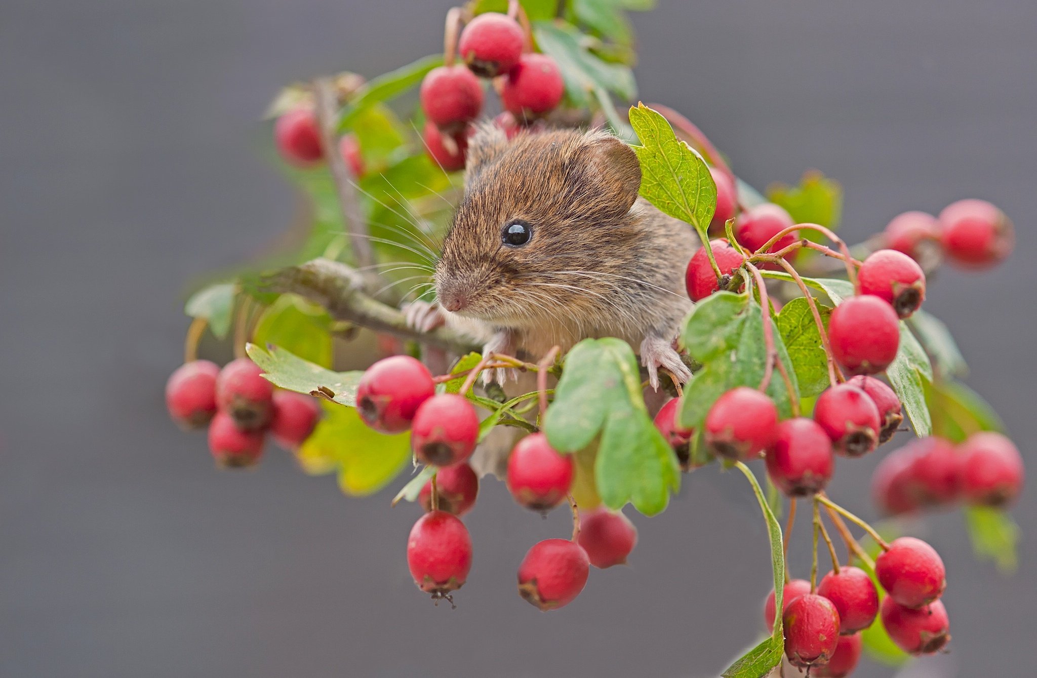 red, Vole, Mouse, Rodent, Berries, Hawthorn, Branch, Close up Wallpaper