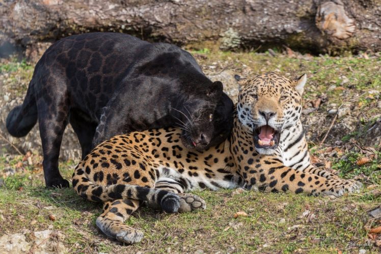 jaguars, Wild, Cats, Predators, Black, Jaguar, Panther, Pair, Jaws, Teeth HD Wallpaper Desktop Background